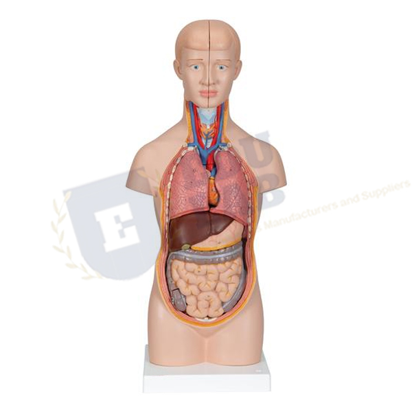 Mini Torso