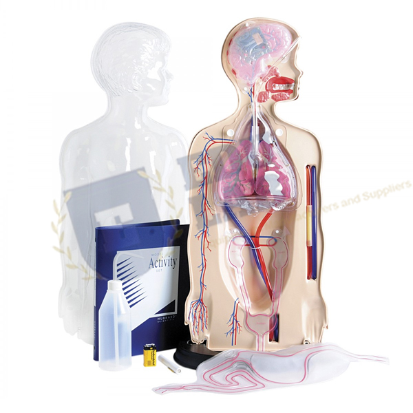 Torso System Model