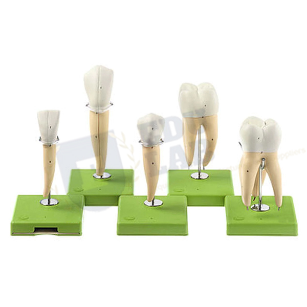 Five Models of Teeth