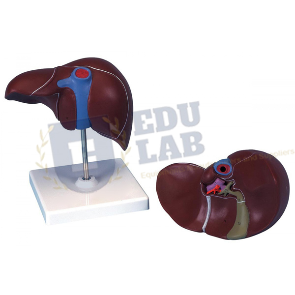 Liver with Gall Bladder Model