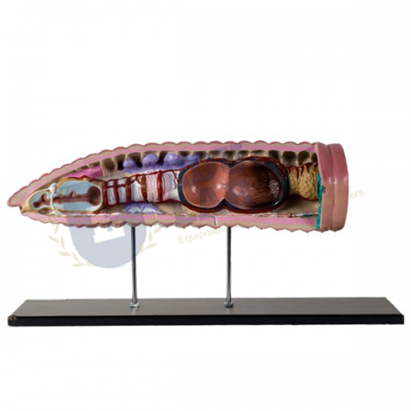 Earthworm Anatomical Model