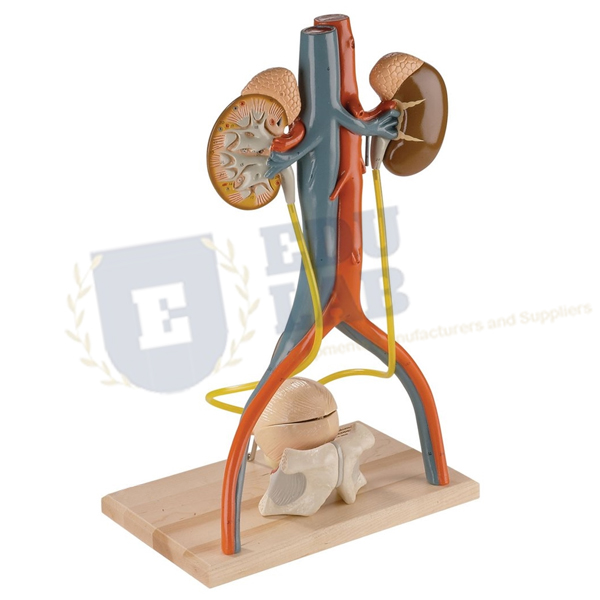 Free Standing Urinary System