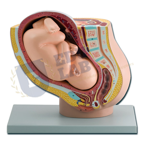 Pregnancy Pelvis with Mature Fetus