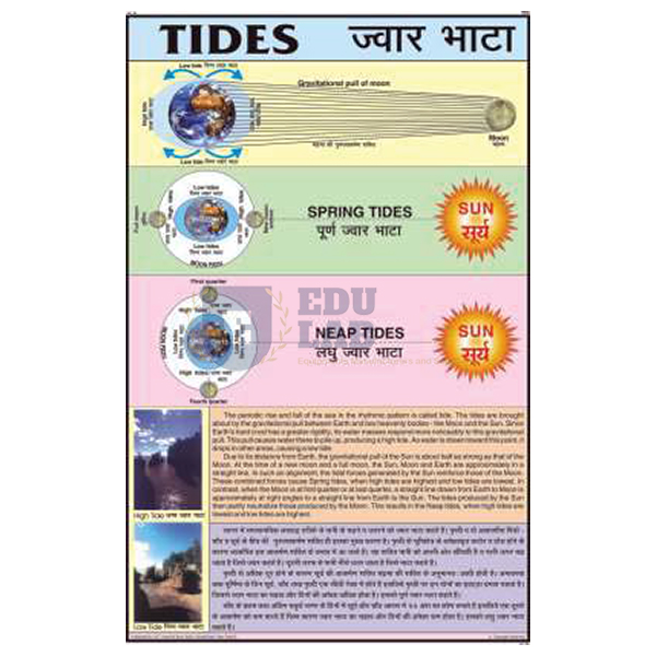 Spring and Neap Tides Chart
