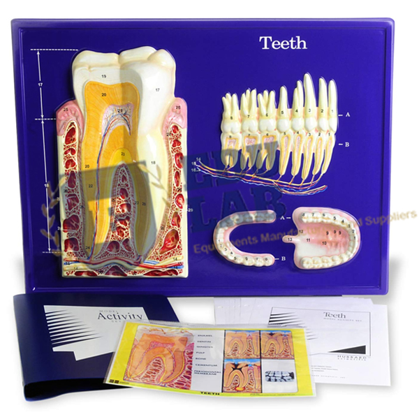 Teeth Model Activity Set
