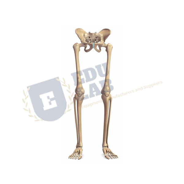 Skeleton of Lower Limb with Half Pelvis