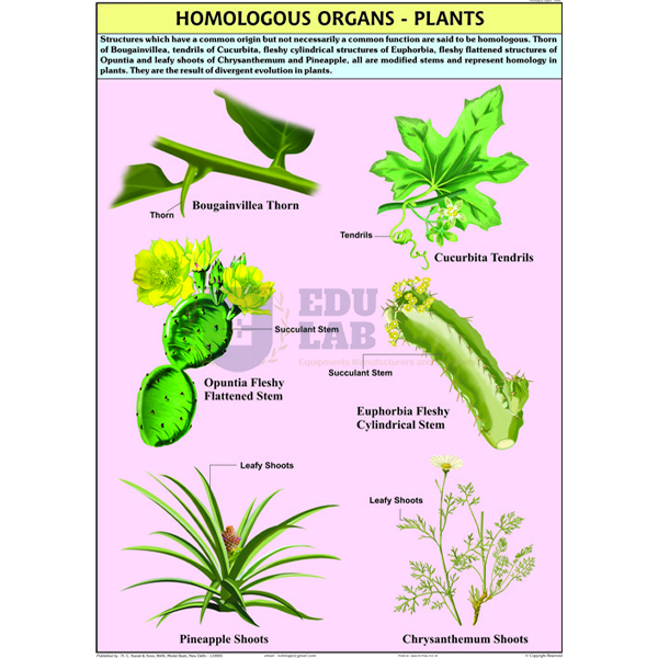 Homologous Organs Plants Chart