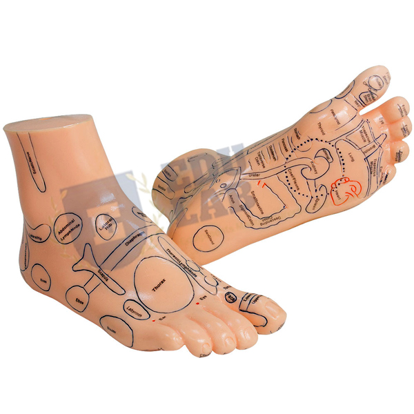 Foot Acupuncture Model
