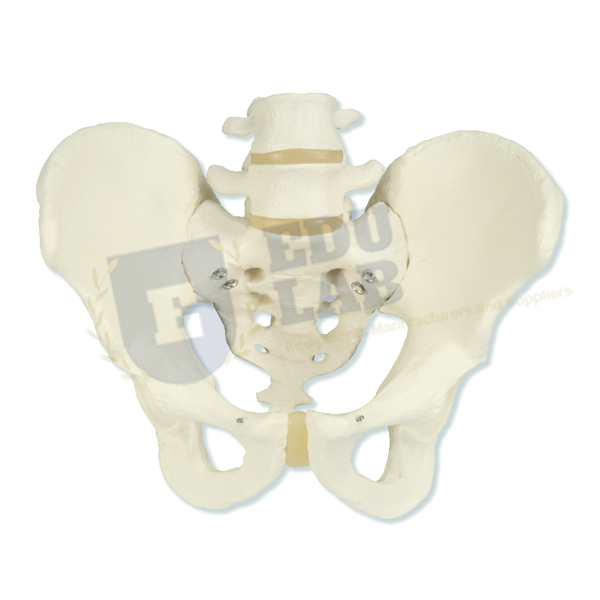 Female Pelvis Skeleton