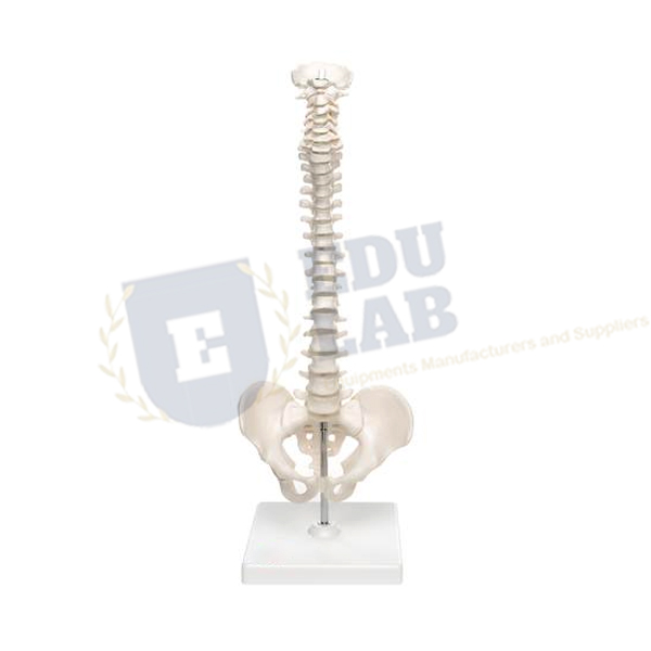Mini Spinal Column Model