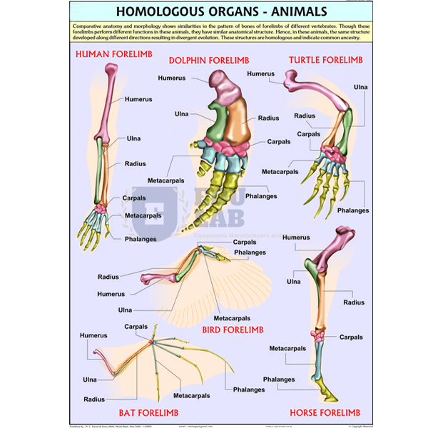 Homologous Organs Animals Chart