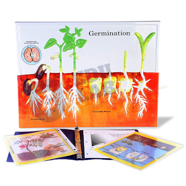 Germination Model Activity Set