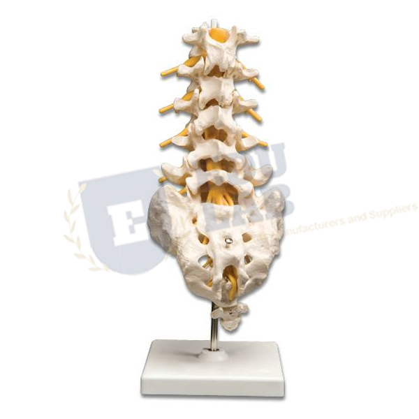 Human Lumbar Spinal Column