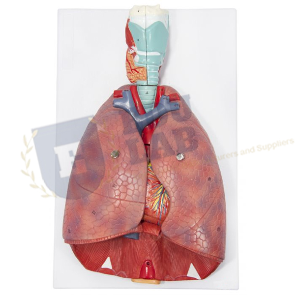 Human Respiratory System Model