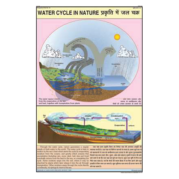 Water Cycle In Nature Chart