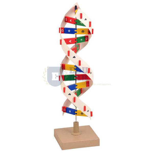 DNA Model Kit