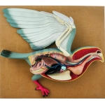 Bird Dissection - Pigeon Model