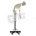 Full-Size Flexible Skeleton