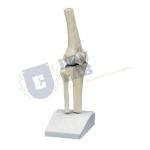 Knee Joint Skeleton Model