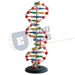 DNA Structure Model