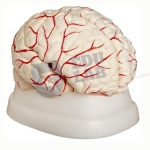 Brain Model With Arteries