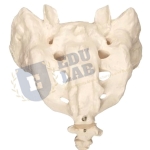 Sacrum with Coccyx