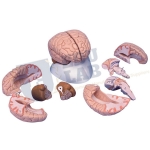 Life-Size Human Brain Model-8 Parts