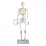Miniature Skeleton
