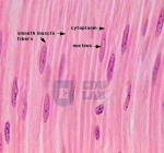 Smooth Muscle (400x)