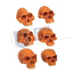 Prehistoric Man Skull Model
