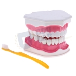 Large Teeth Model with Brush