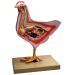 Bird Dissection (Domestic Hen) Model