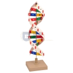 DNA Model Kit