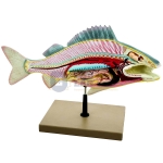 Fish Dissection Model